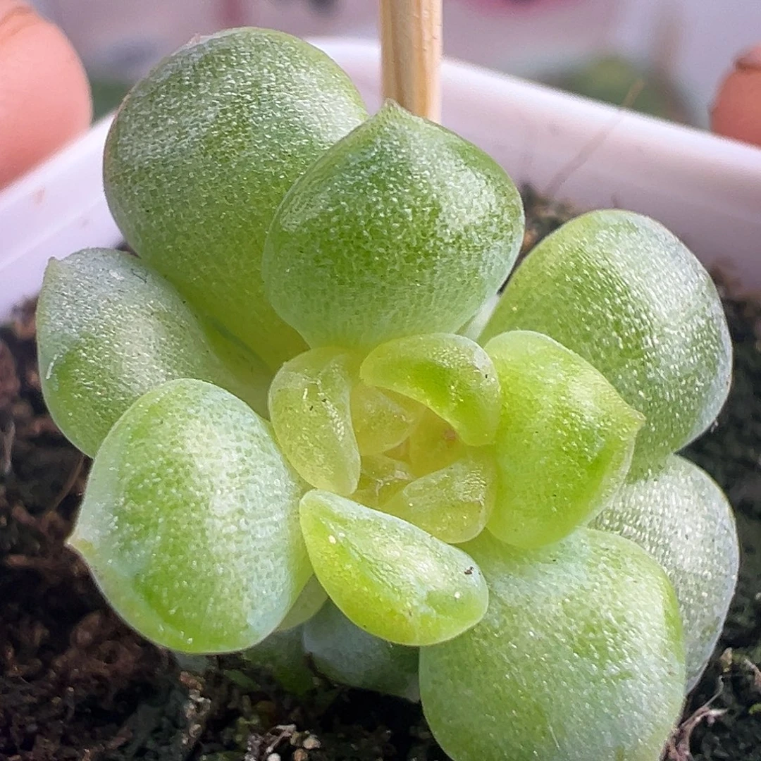 三头光明。独家优选