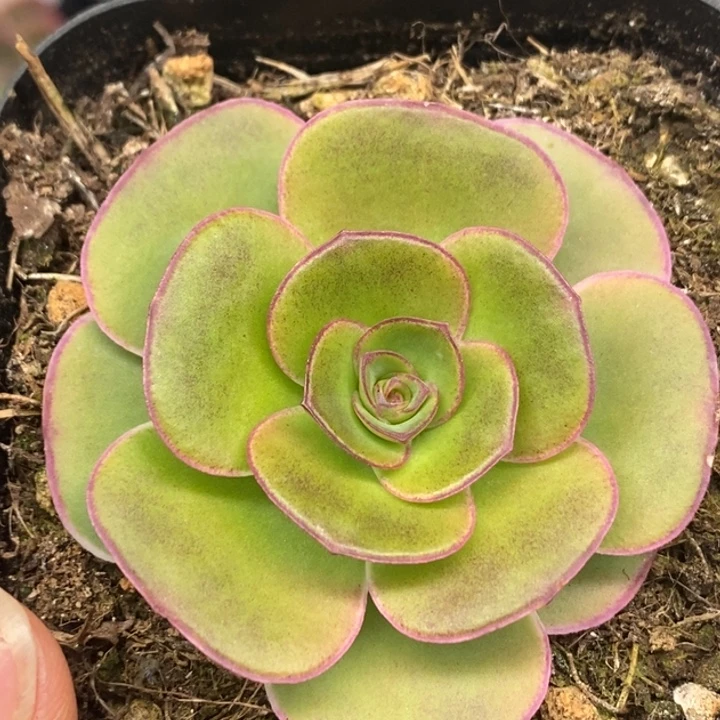 楹楹-193-冠幅  4cm