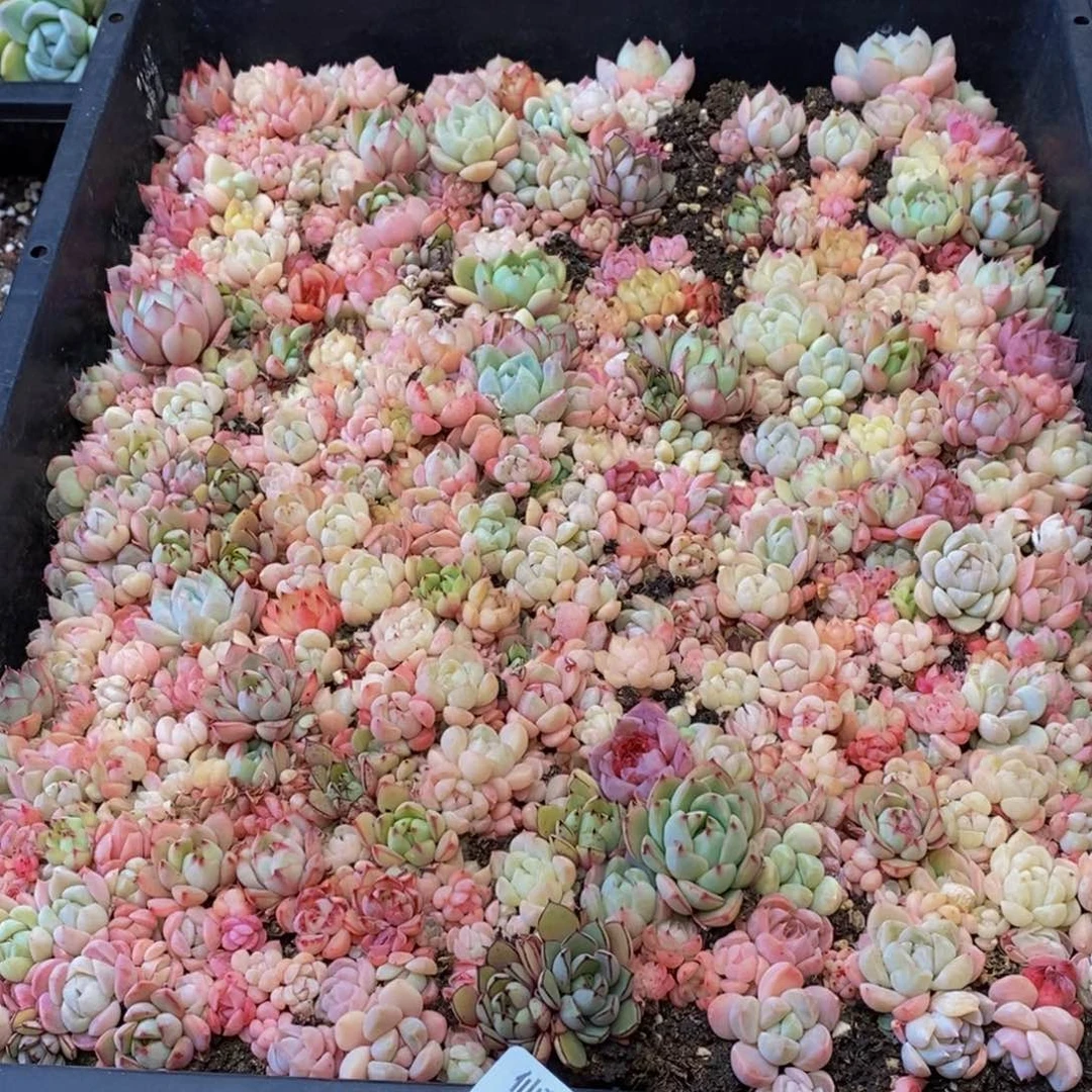羊**?565多人在一起了。我