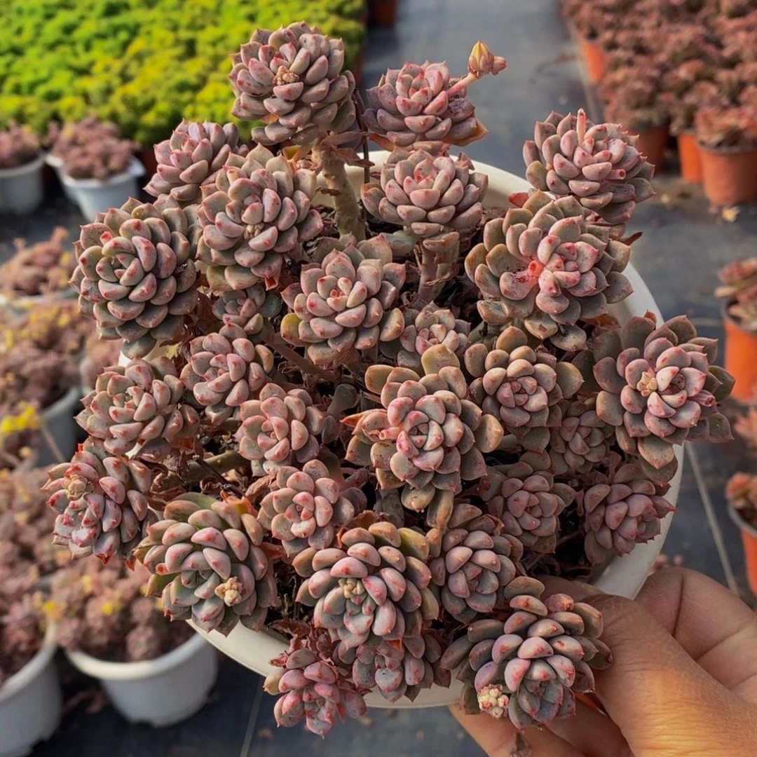 粉布偶手捧160杯