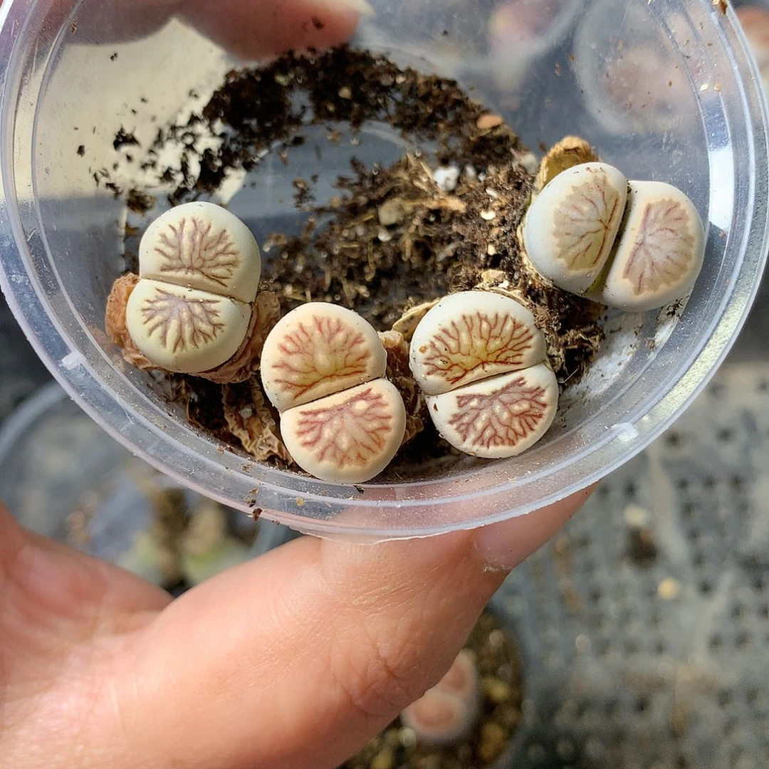 G58多肉植物保护
