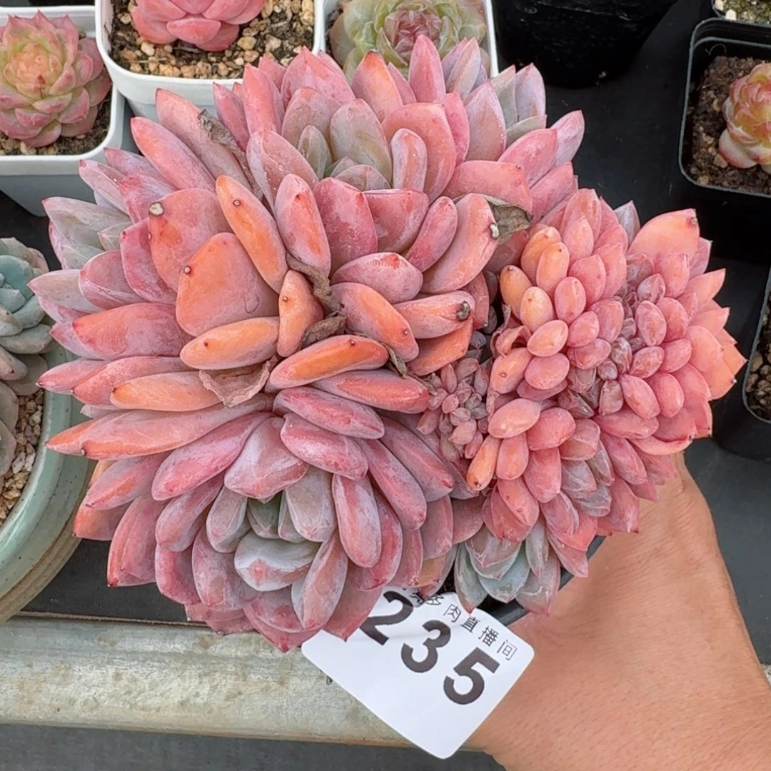 雪之魄缀化        精美多肉植物