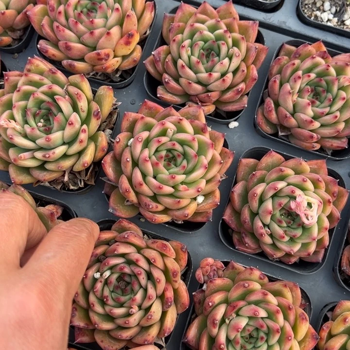 查尔斯顿一颗量拍多肉满20包邮