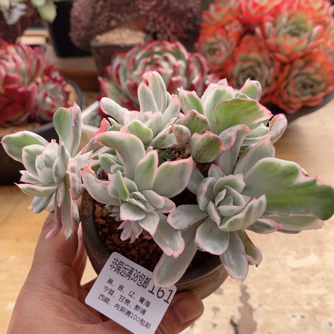 161伯克利锦德华多肉