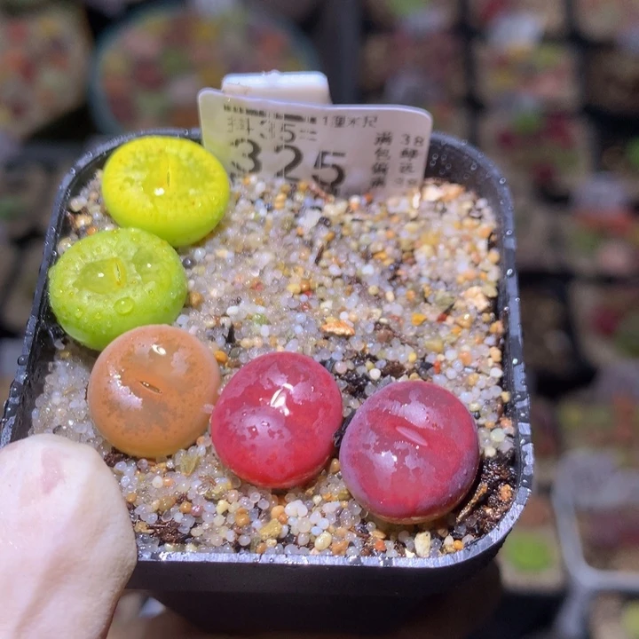 紫**心精品生石花35.325