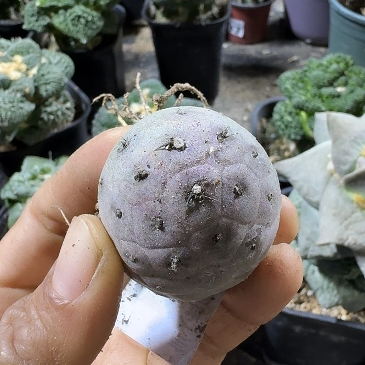 无花朵101自根紫皮鹅蛋习