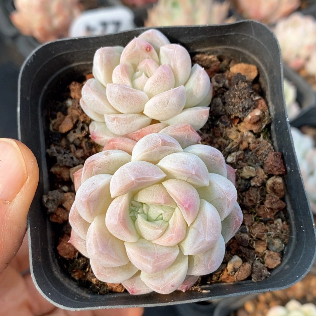 精品多肉一物一拍不包整13