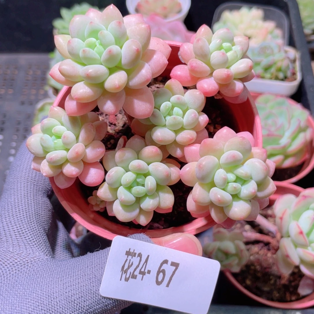 花利美24-67洛可可