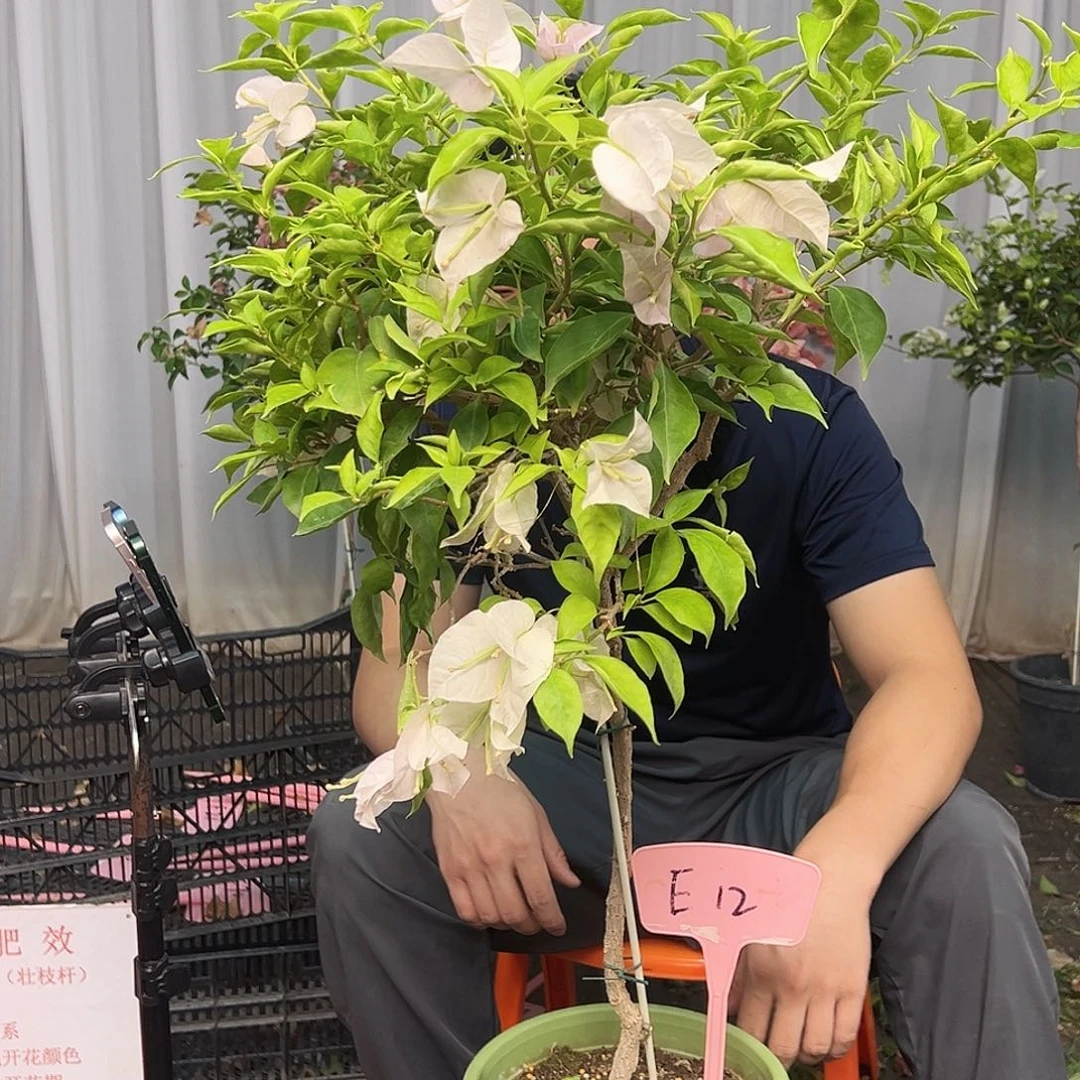 韵***华当前无花栽培后可以开花E12粉天使