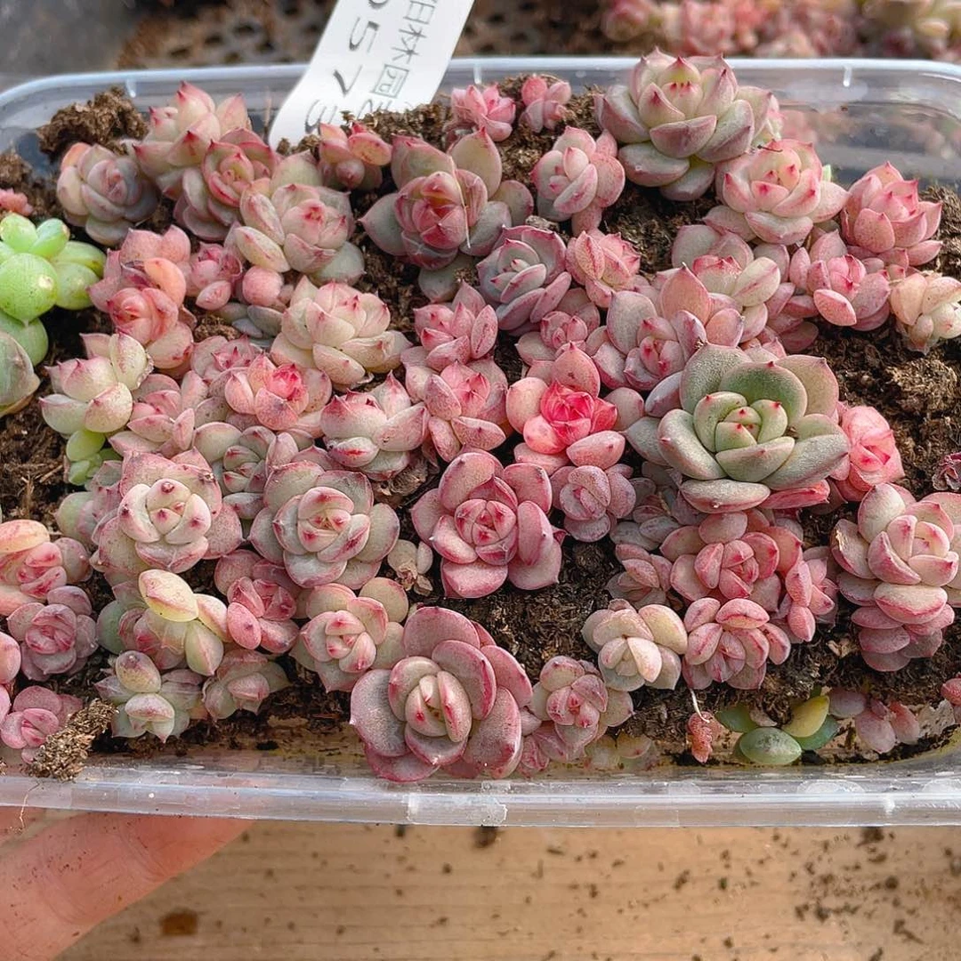 可***爱多肉植物多肉植物573