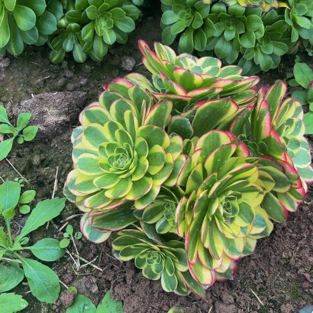 奶白多肉植物捧花的丛林