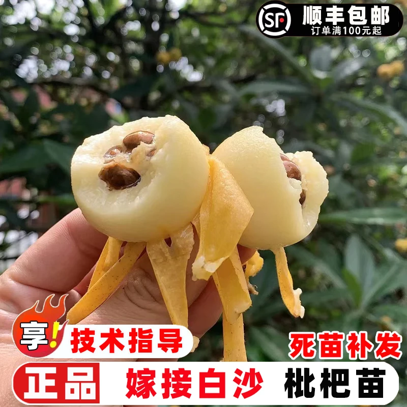 枇杷苗树嫁接白沙枇杷树苗早熟耐寒枇杷树果苗南北方盆栽地栽果树