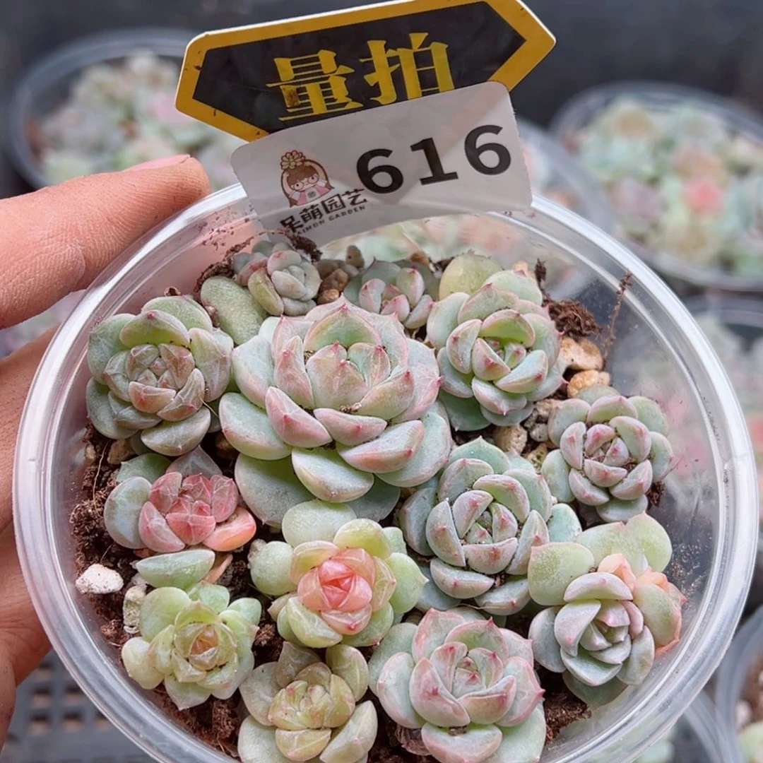 多肉植物多肉植物