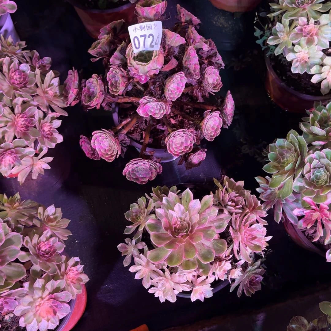 五***妹霁月多肉植物0724寄养