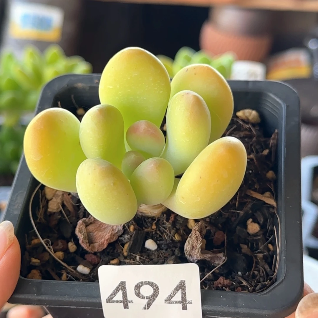 494号 一物一拍 奶油芒果奶