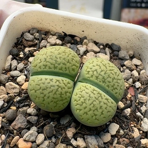 2756绿富贵双头带盆发货