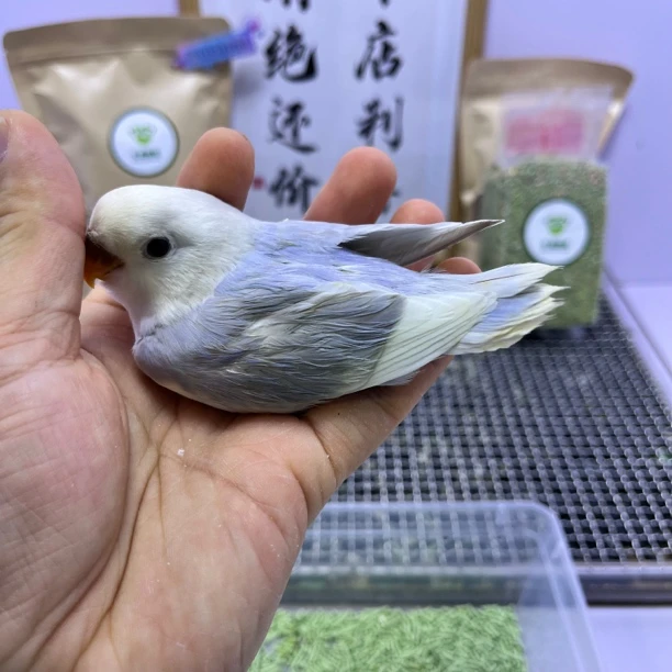 牡丹鹦鹉-精品紫熏派公E10287