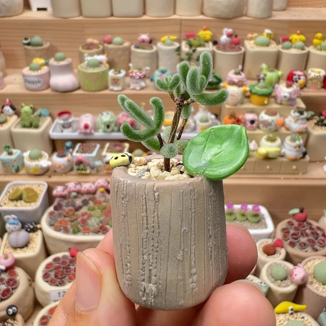 多肉植物178号枝干