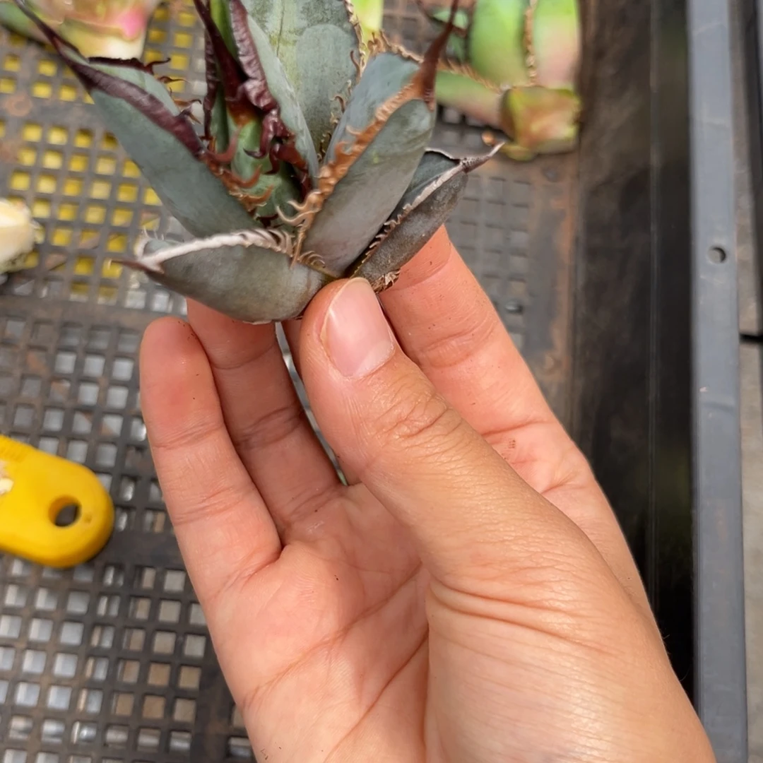 龙舌兰仁王冠芽子