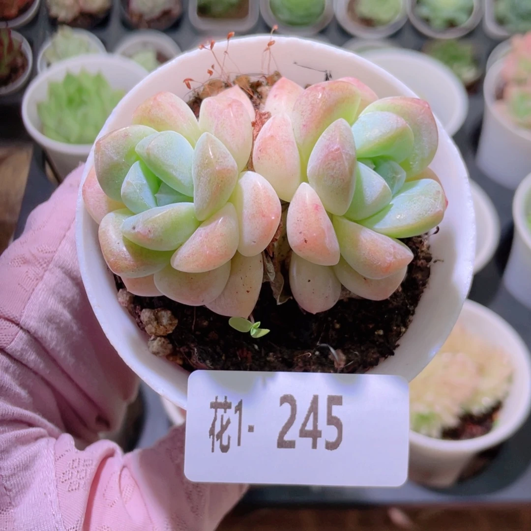 花利美1-245冰玉双头