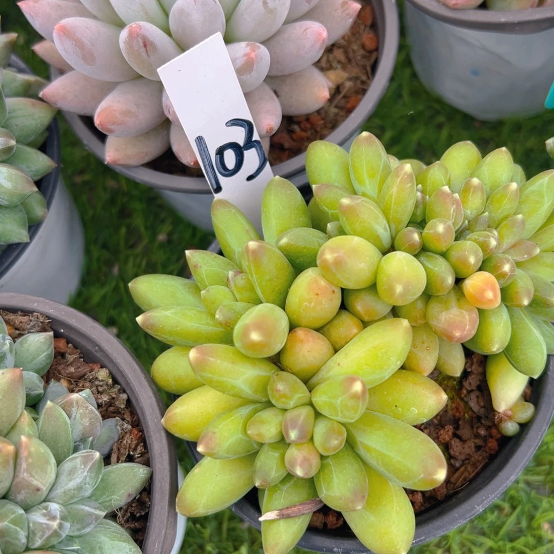 香玉的故事是一个人的