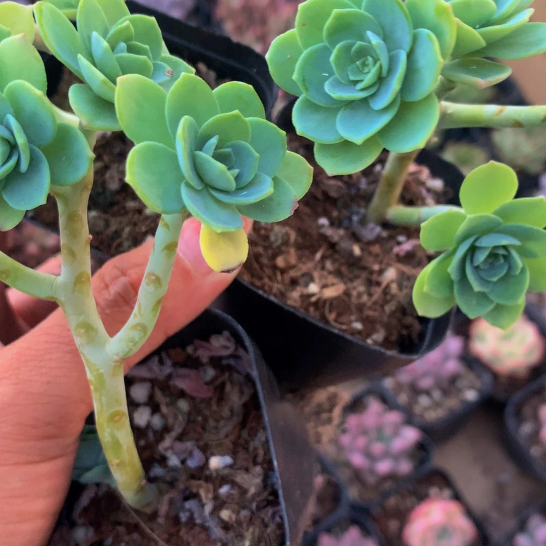 园叶薄化妆 （满9.99包邮不满9.99发叶子）