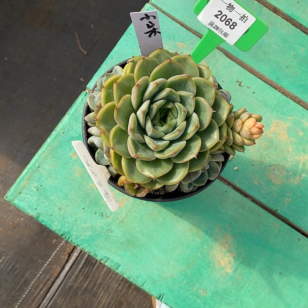 小***呆2068。 1颗发货。