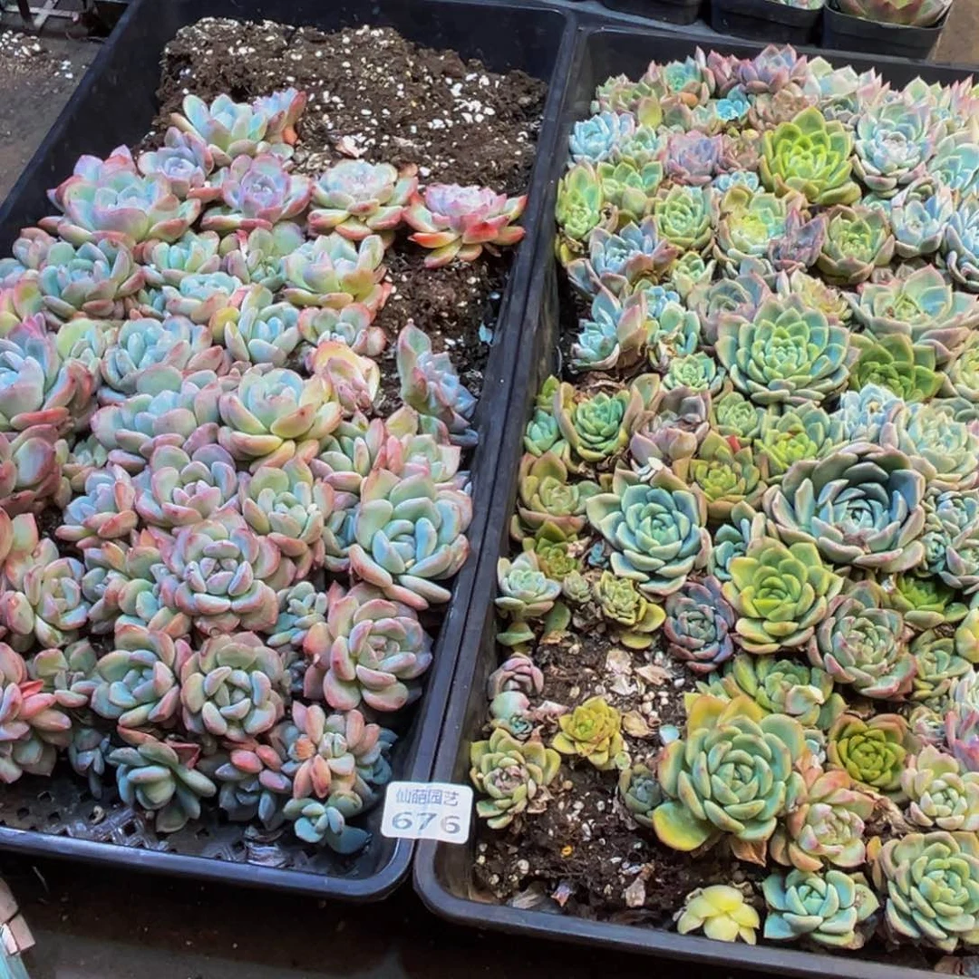 云***儿676多肉植物的生长发育和
