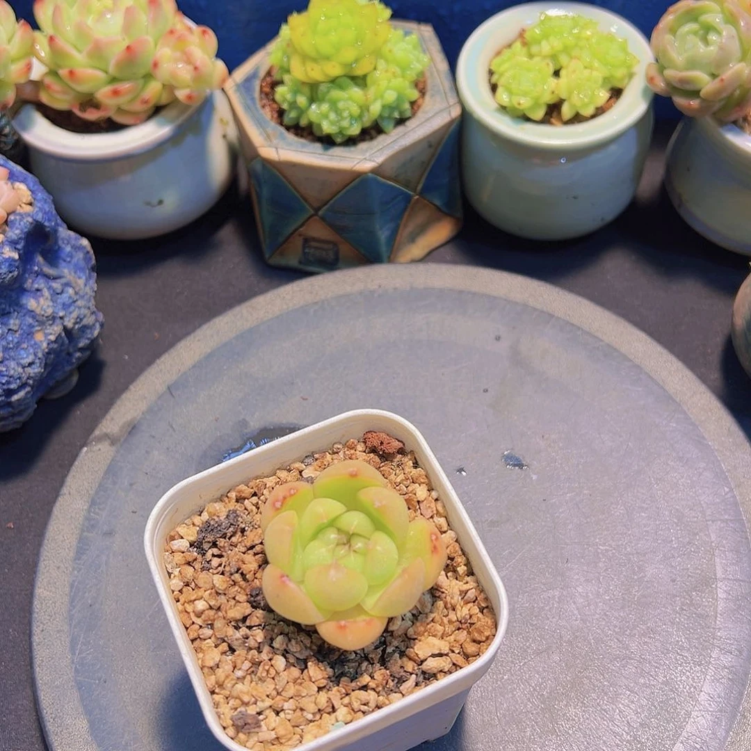 郭**?莱拉珍妮，多肉植物，