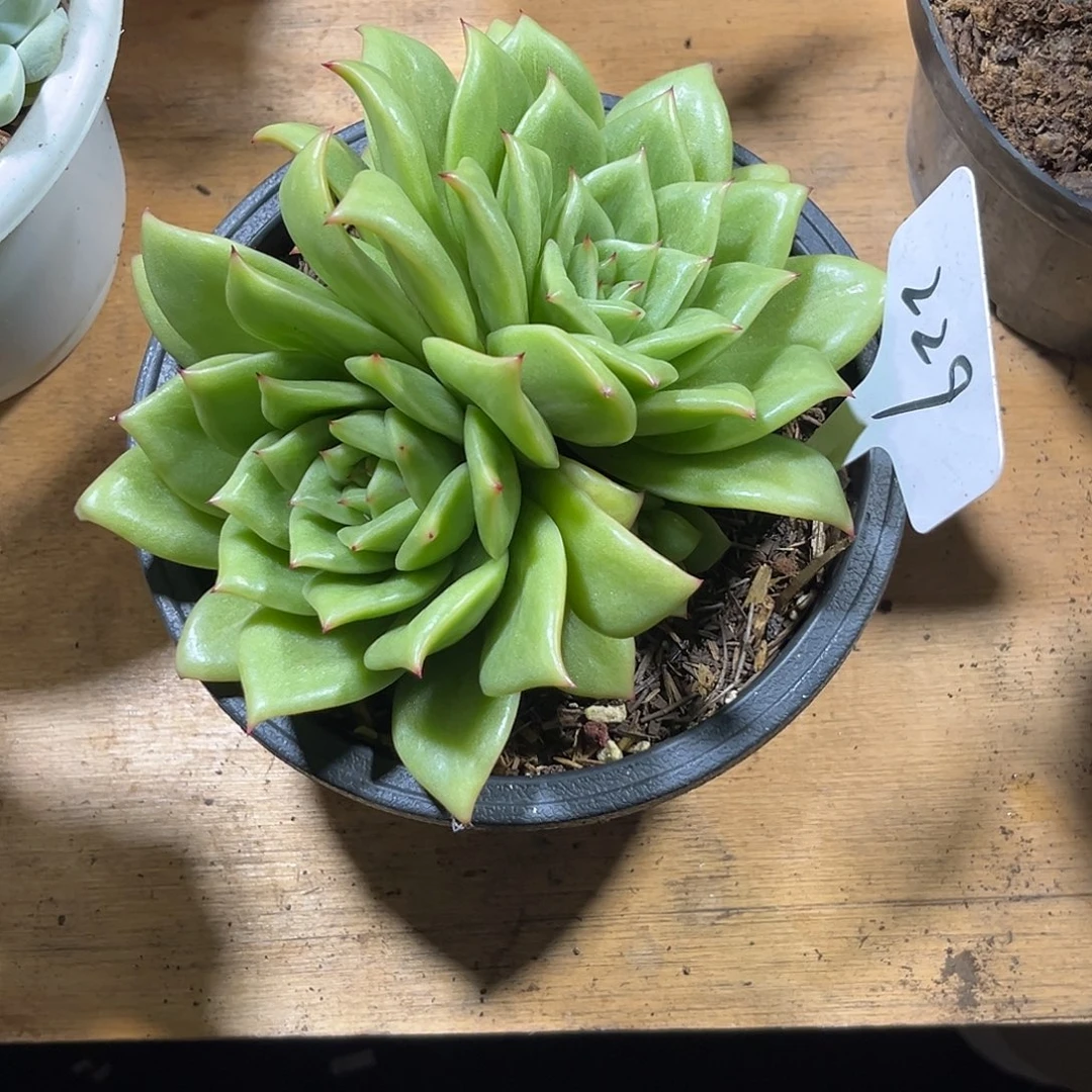 张***娥00000000000000000229