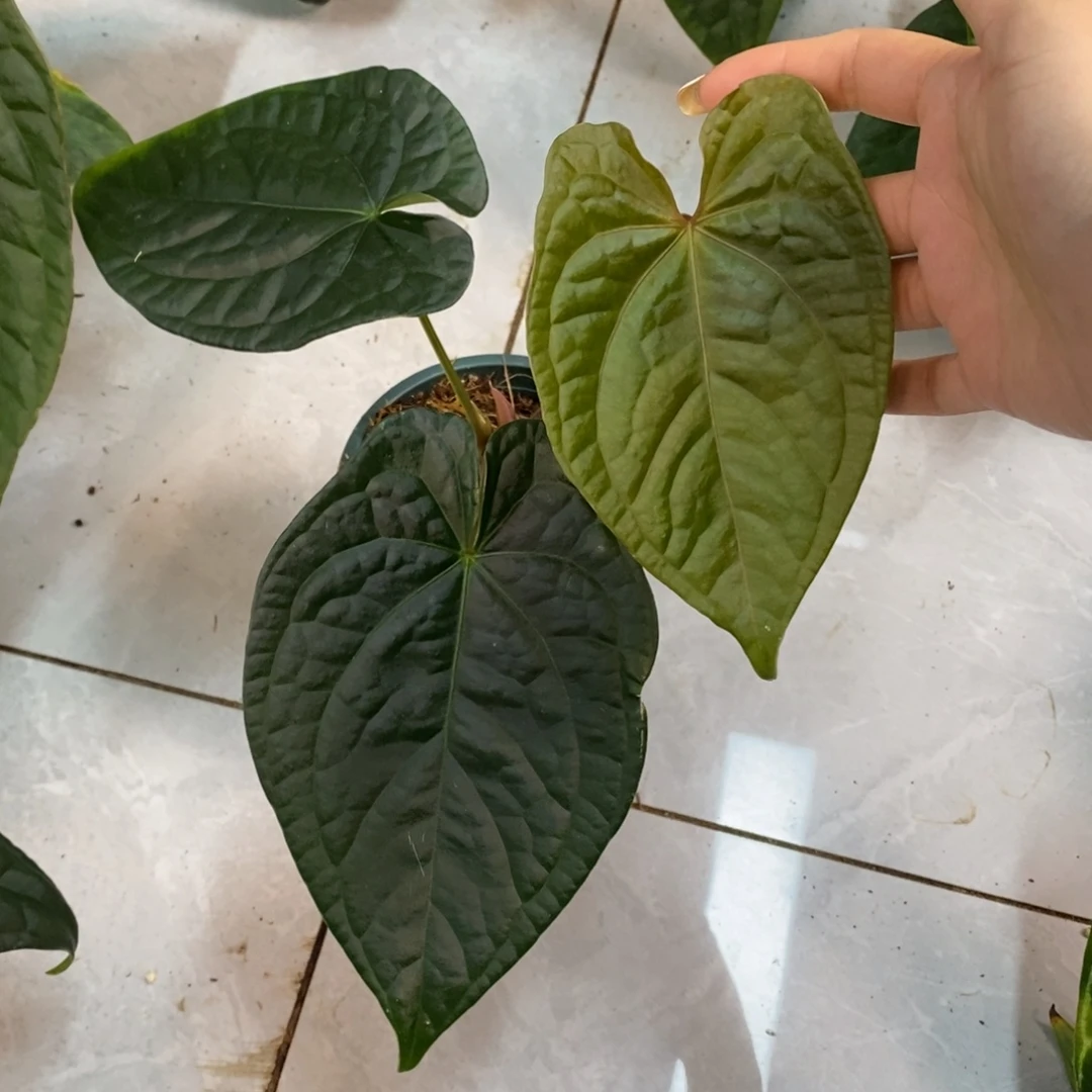 不开花植物30Papi杂奢华