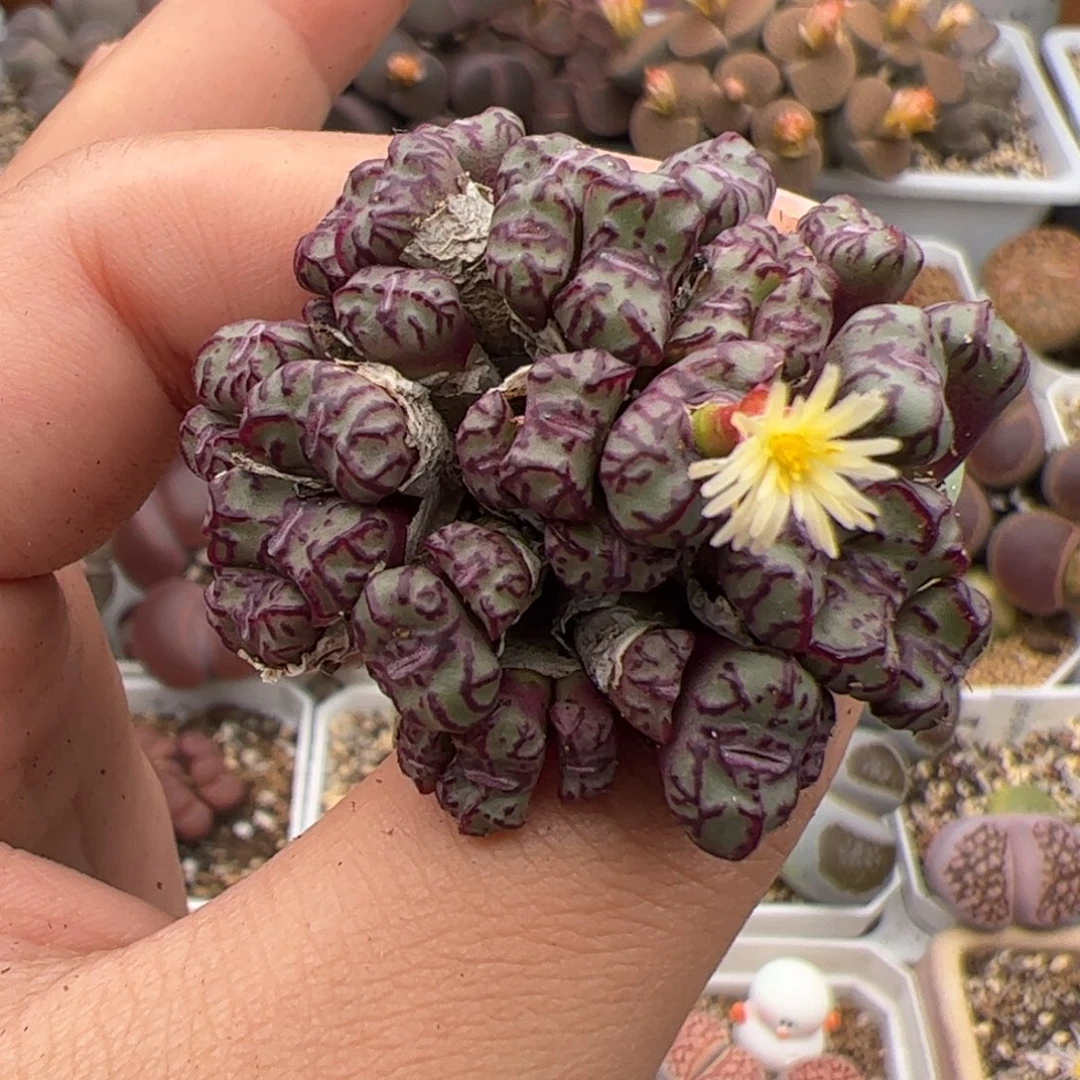 0354号安贞 多肉植物