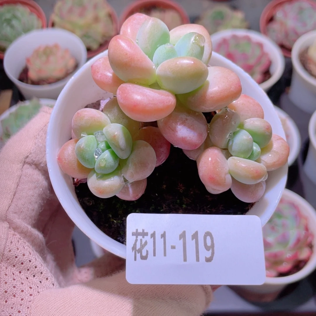 花利美11-119洛神