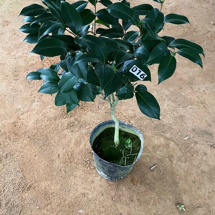 无花朵云斑。016。