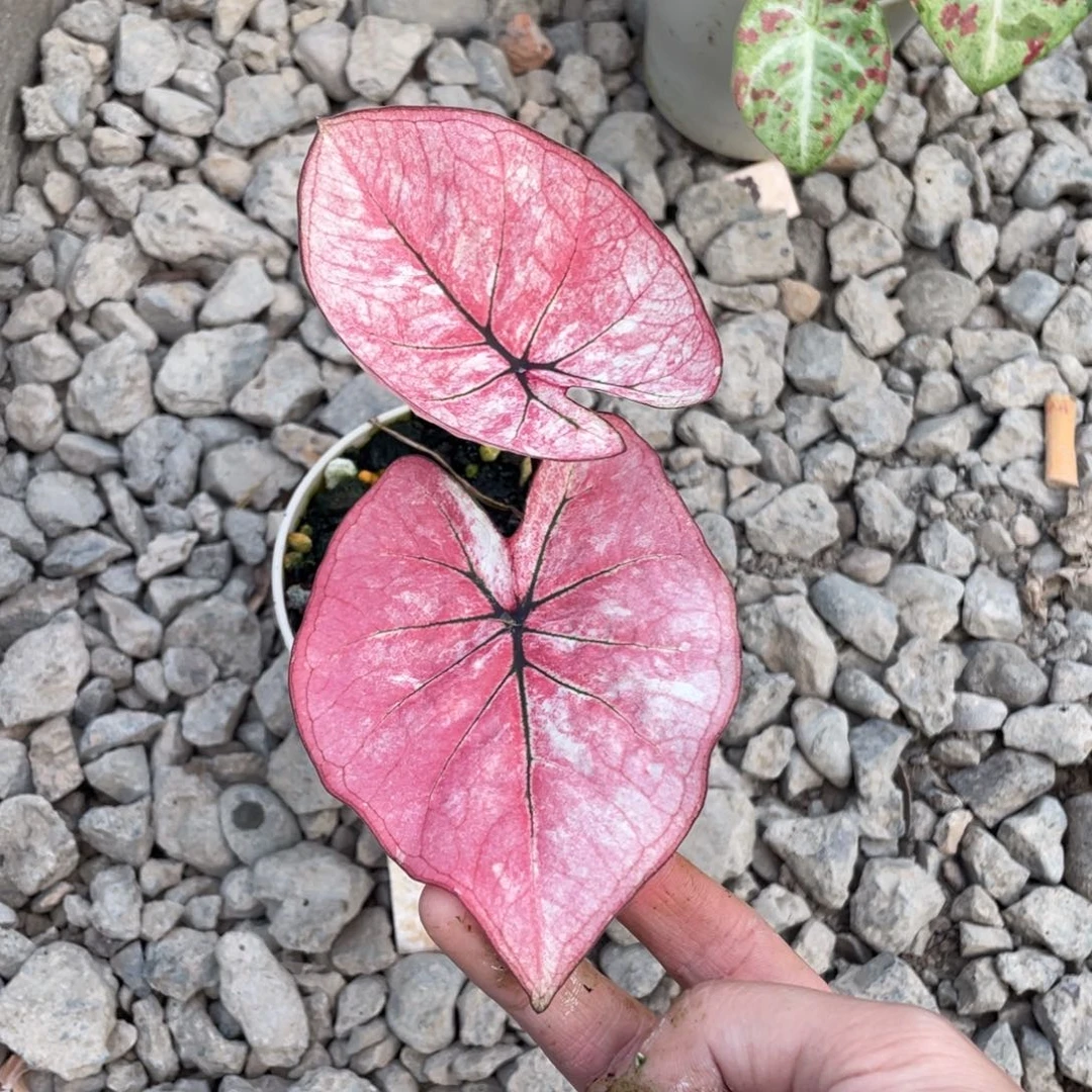 完全开放个体养定发货