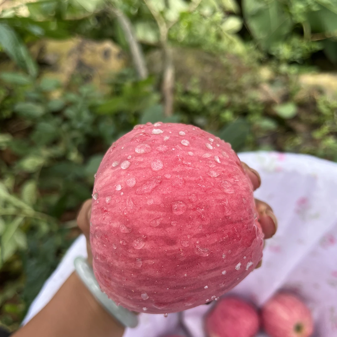 正宗云南昭通苹果新鲜现摘脆甜可口应季水果