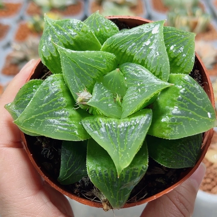 十二卷多肉舞寿111