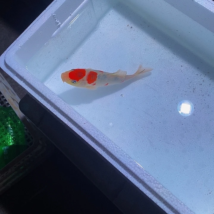 锦鲤锦鲤活鱼开箱包活