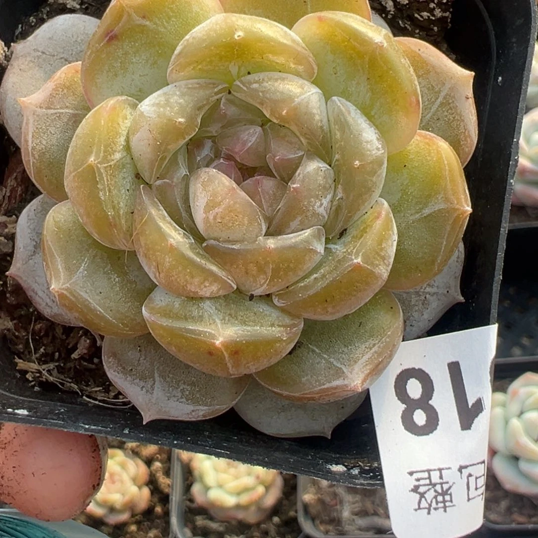 小卡拉米糖心一物一拍20-18