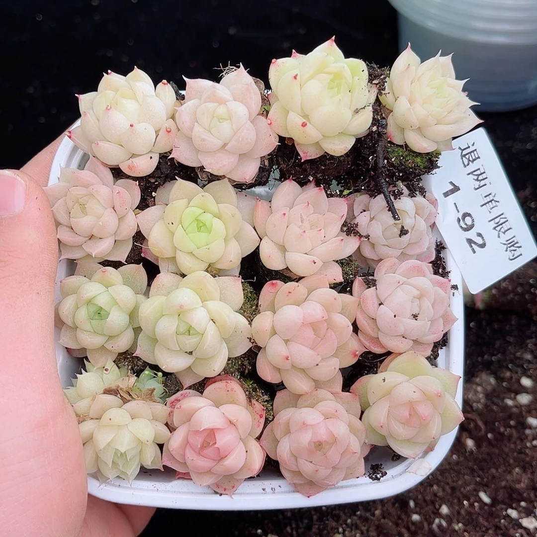 ૮****1-92 新疆西藏内蒙不发12.8包邮