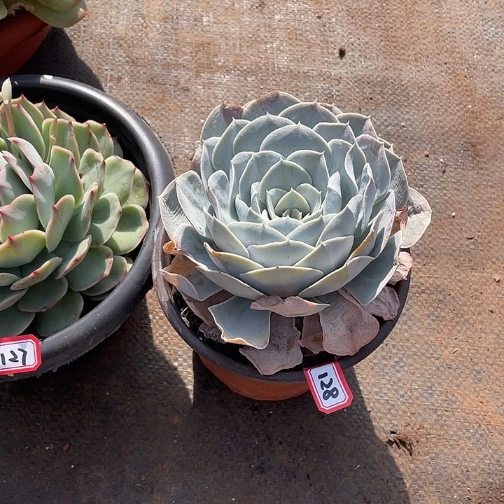 128圣卡 一物一拍多肉