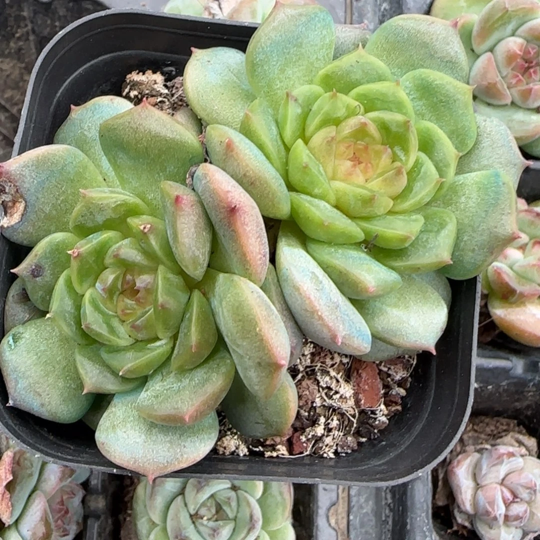 小卡拉米糖心一物一拍