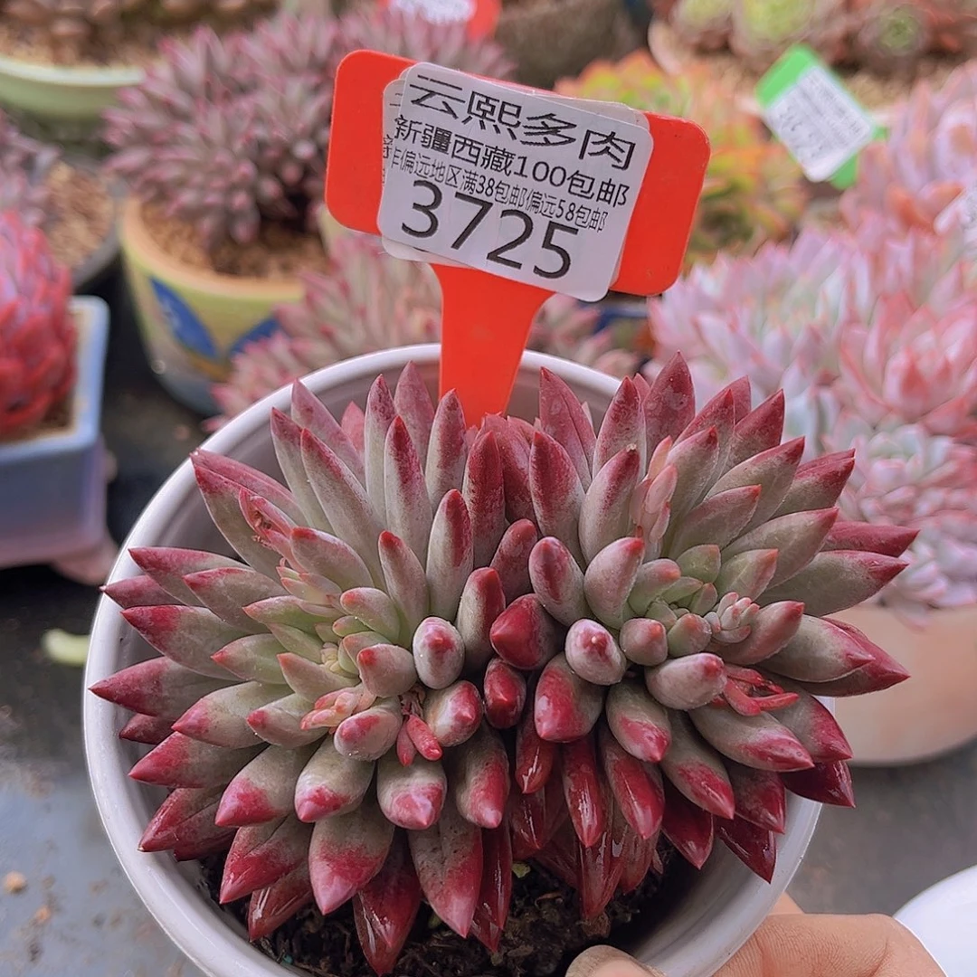 3725 虞美人多肉植物