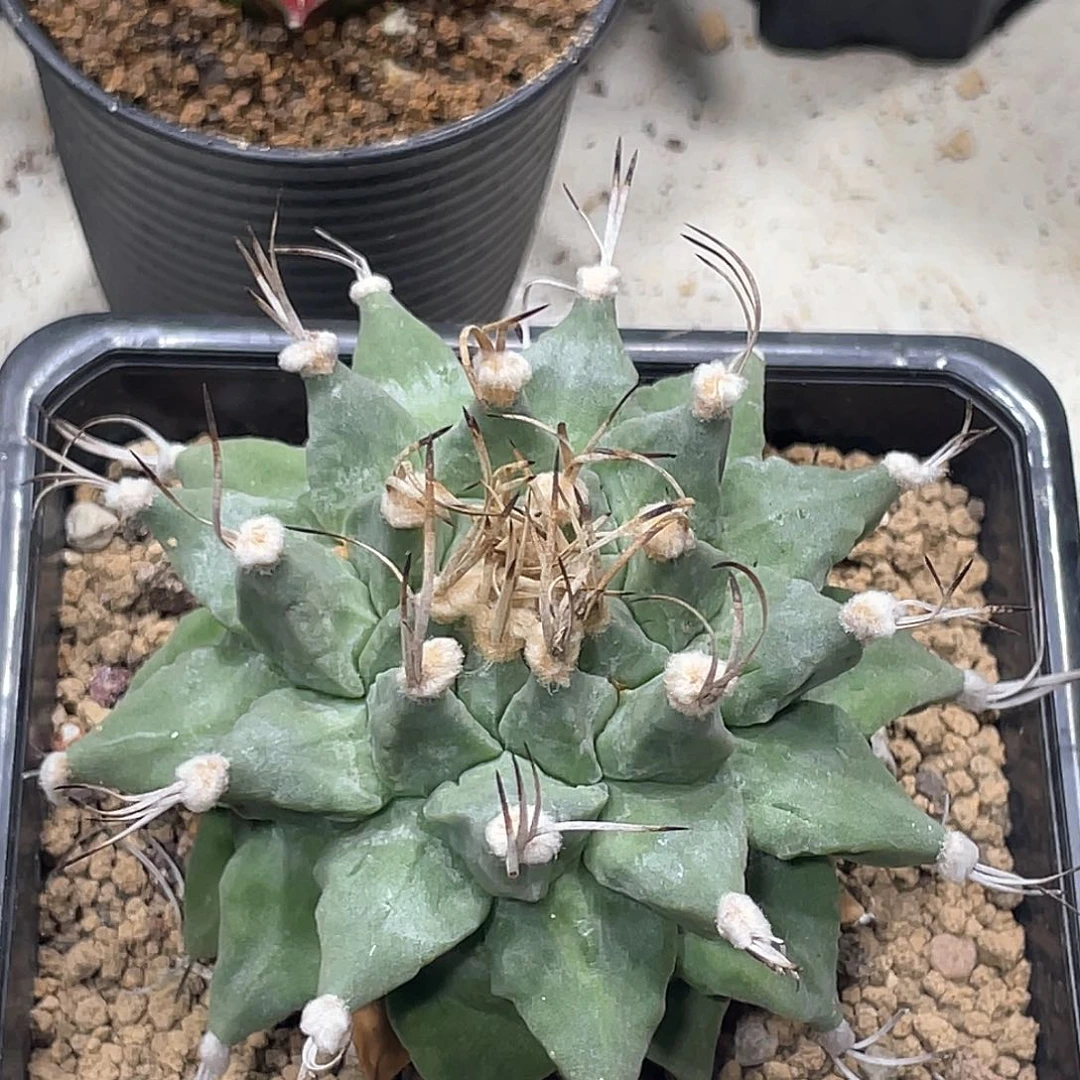 否*实生根系，赤花娇丽