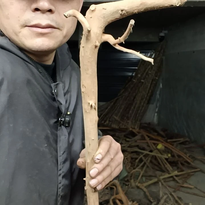 稳定木省*灯贵州檬子木   铁马鞭   根艺  半成品