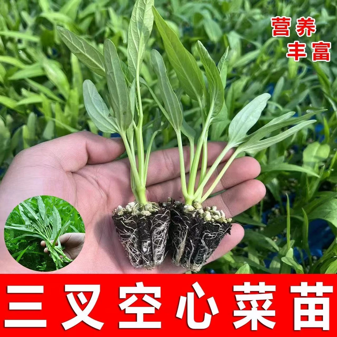 精选高产三叉高产空心菜秧苗柳叶空心菜苗四季盆栽阳台【基地直发】
