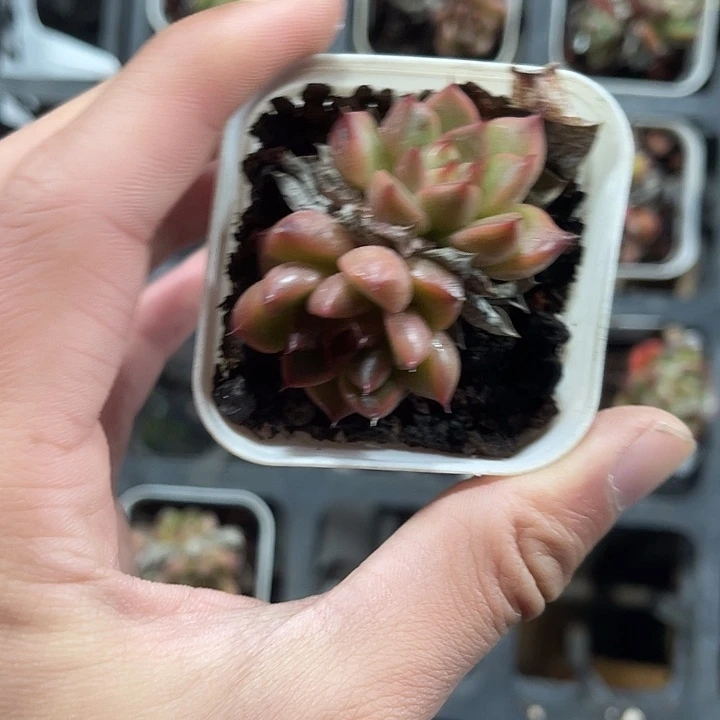 精品小红白盆带盆土发