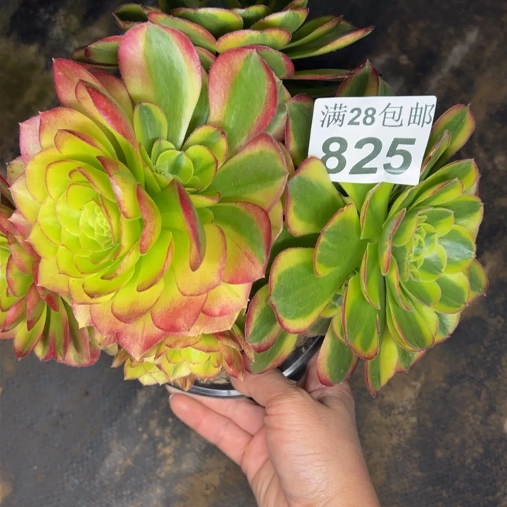 825南奶白多肉植物