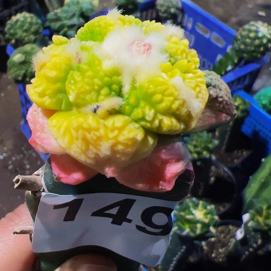 无花朵福利龟甲牡丹锦149