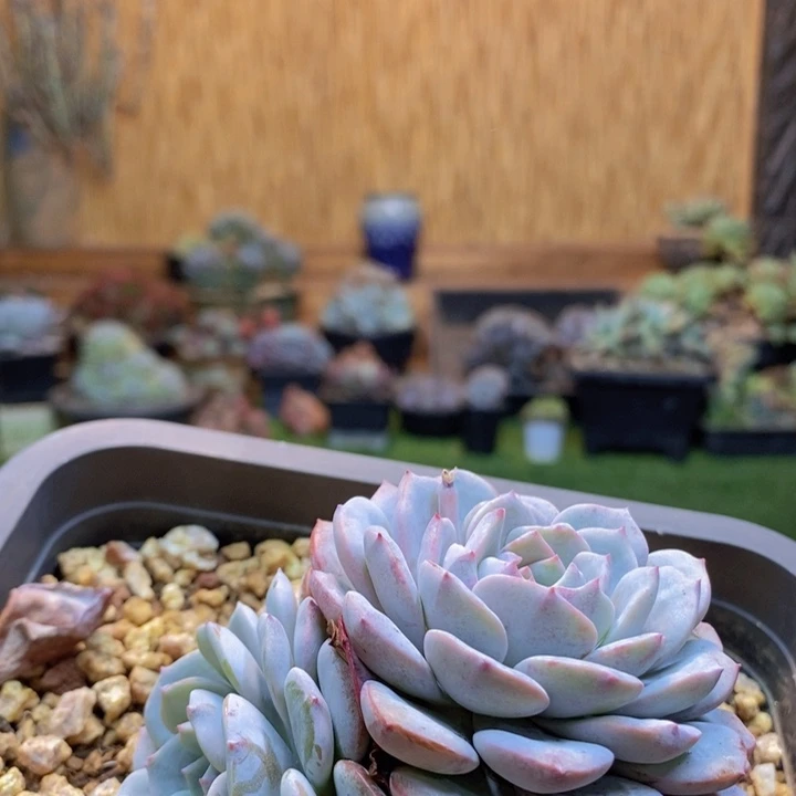 v***笑412号海棠花多肉植物